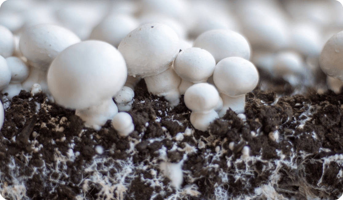 Mushroom Spawn Products | Amycel and Spawn Mate